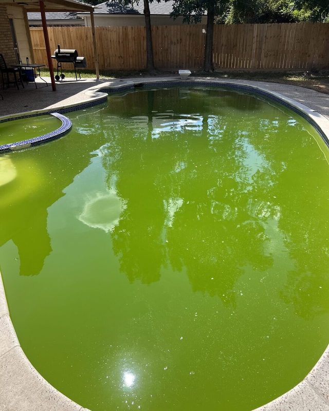 Algae-green swamp pool after a monsoon storm in San Tan Valley, AZ