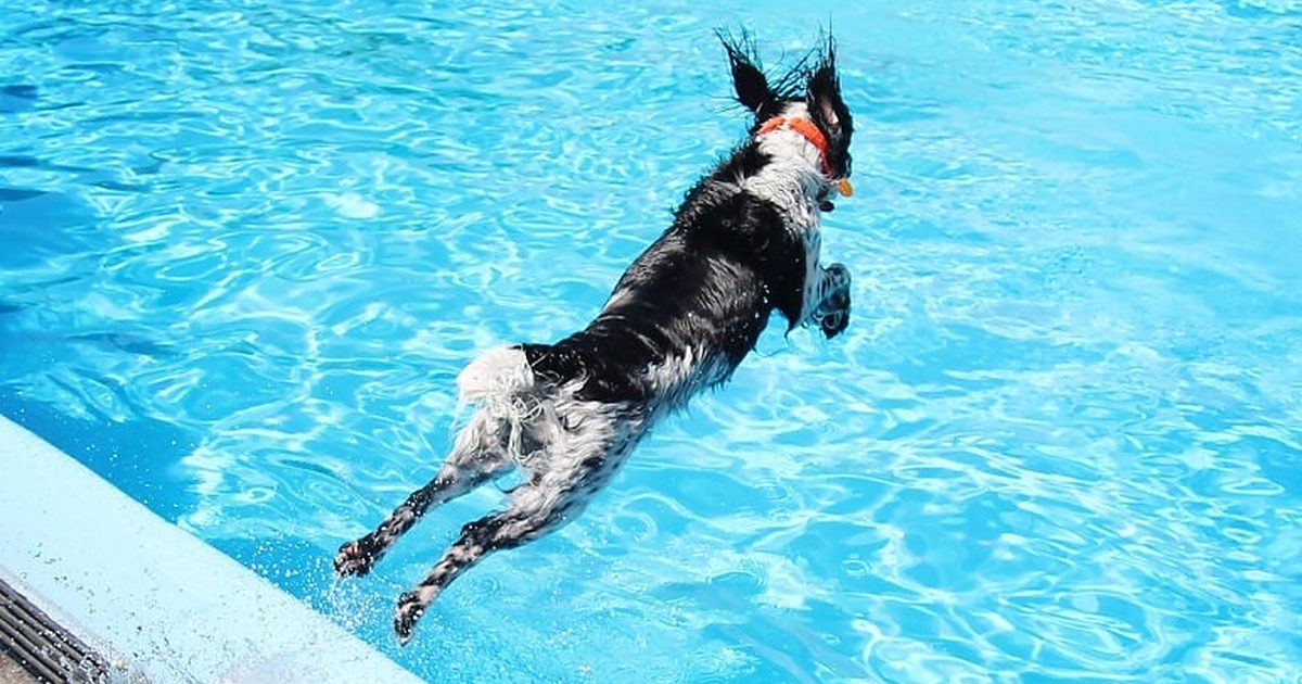 Dog leaping from pool deck into a bright blue pool, orange collar visible as water splashes.